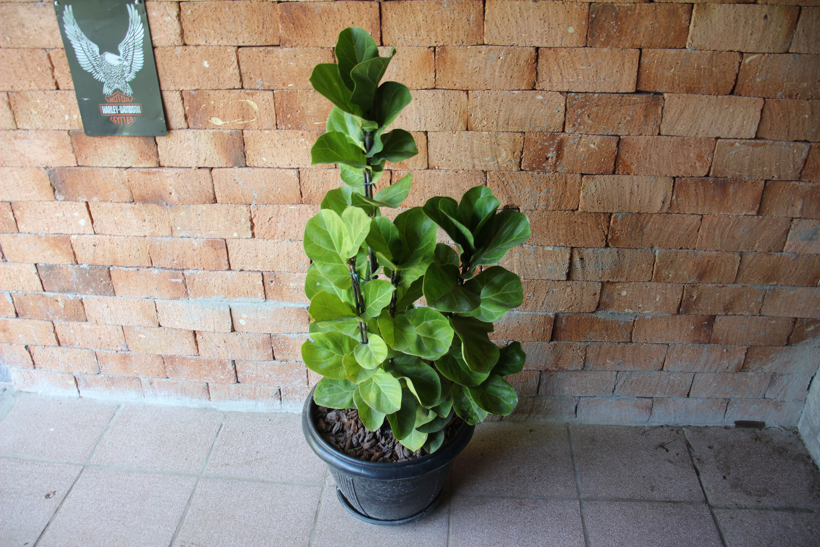 Ficus Lyrata Cura: Come Farlo Crescere in 9 Passi, Piante da Appartamento