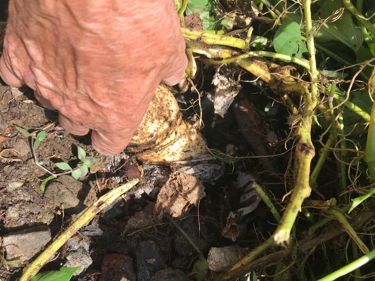 Cómo Sembrar y Cuidar Cultivos de Camote 6 Pasos homify