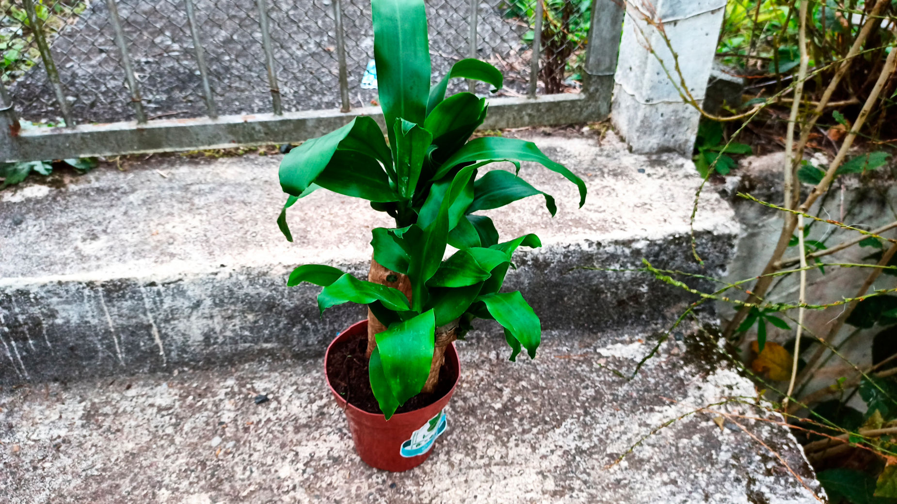 money plant for indoor Pilea Peperomioides 'Chinese Money' | Indoor Plant | Tropical Plant |  Potted Plant