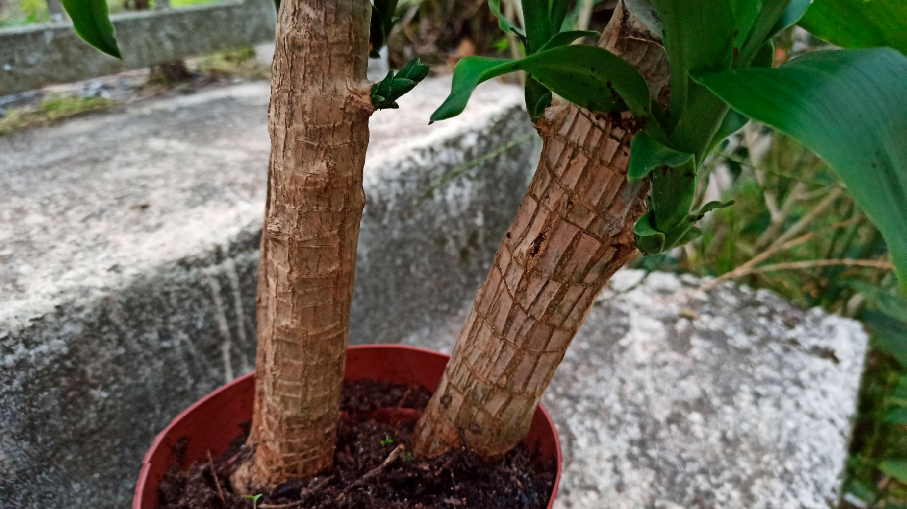 12 Growing Tips for Dracaena fragrans You Can't Afford to miss | DIY | |  homify
