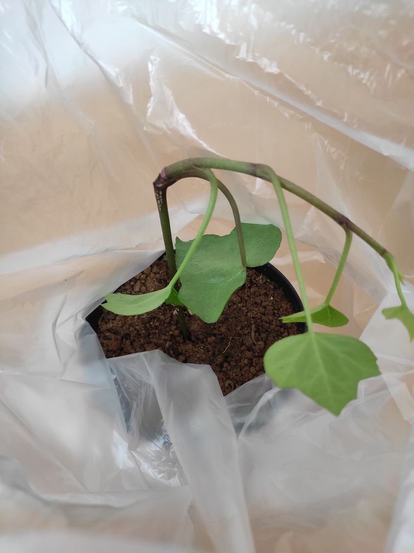 korbmarante giftig katzen Calathea Rufibarba (Korbmarante) kaufen? | Julia