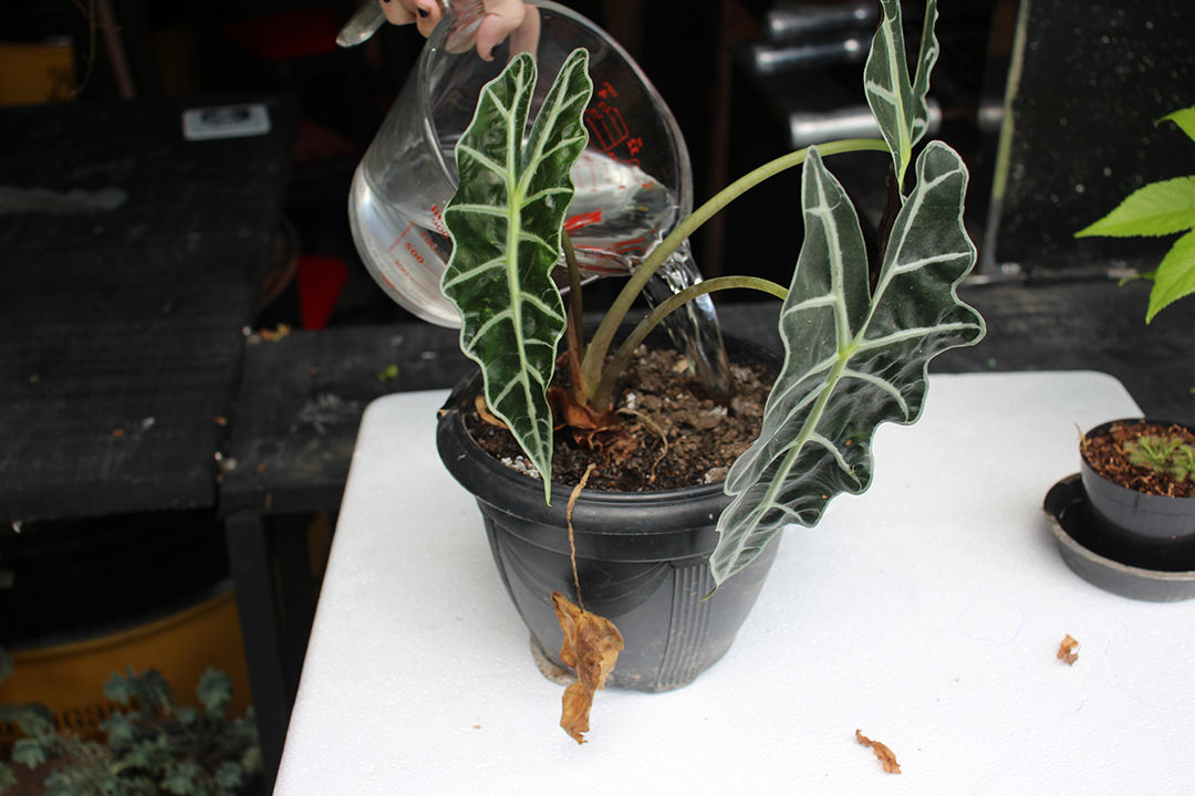 Cara-de-cavalo (Alocasia sp.)  Plantas, Idéias de jardinagem