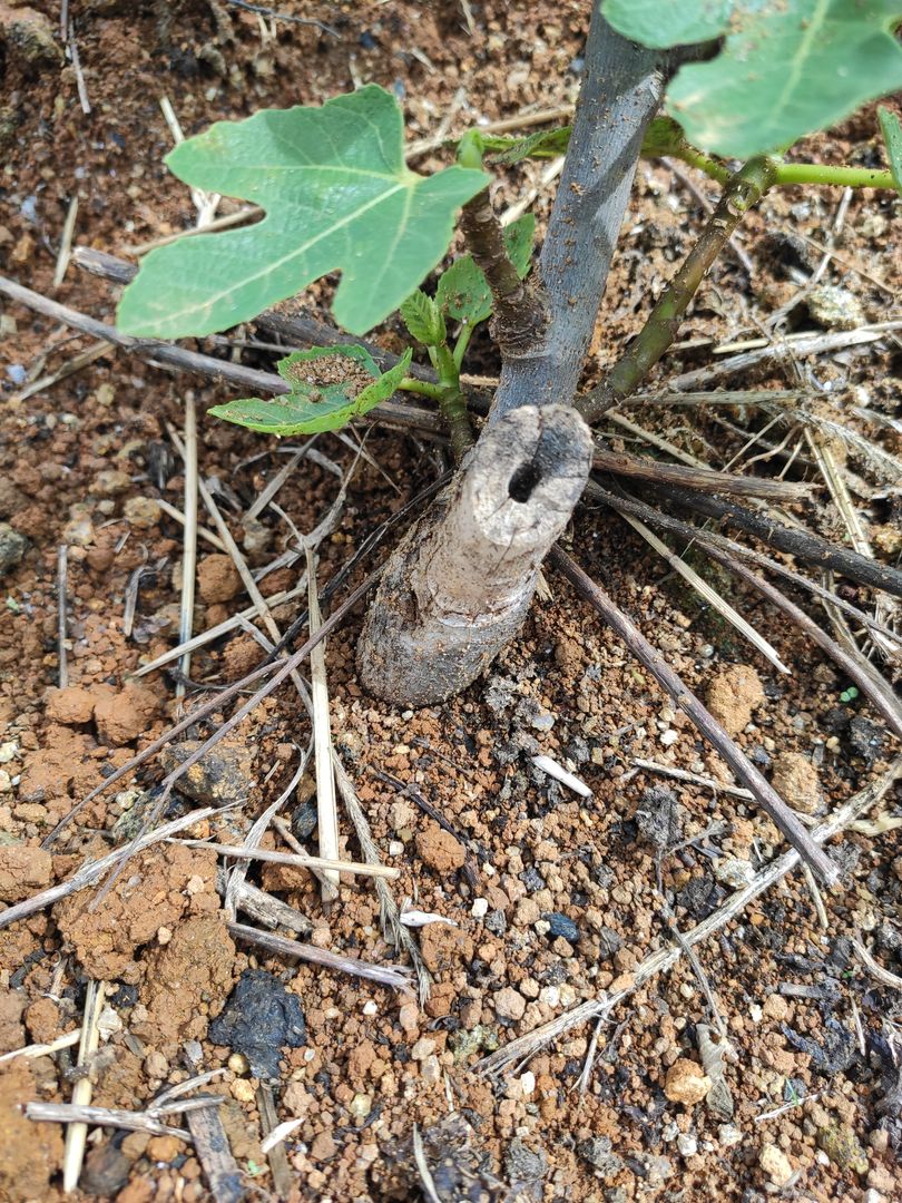 初心者のためのイチジクの木の育て方 | いちじくを栽培する前に知っておきたい８つのポイント | homify