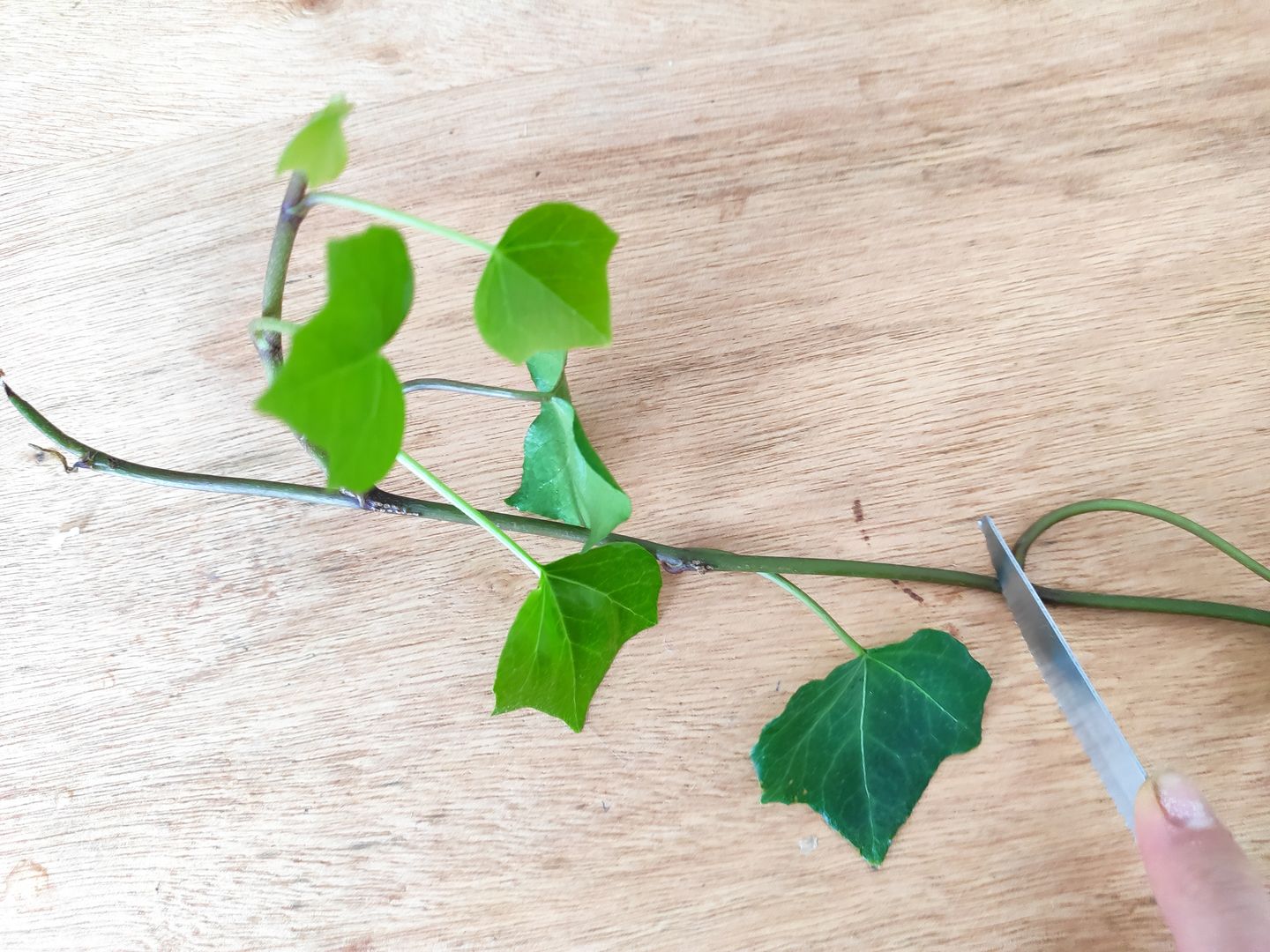 Hedera-Helix: Alles, was ihr ber englische Efeupflanzen wissen msst (12  Tipps) | homify