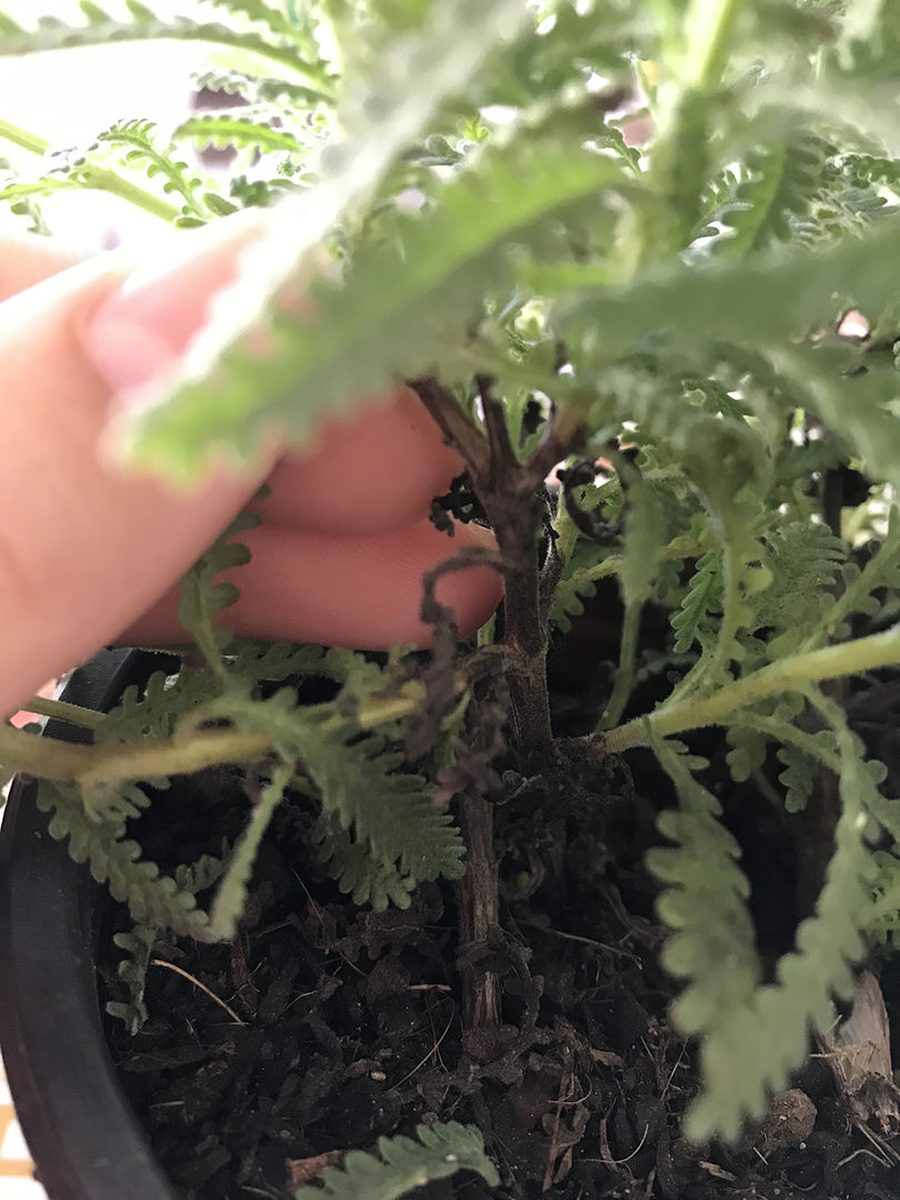 Lavanda Francesa Cultivo Em 7 Passos Fáceis Lavanda Dentata Homify 9207