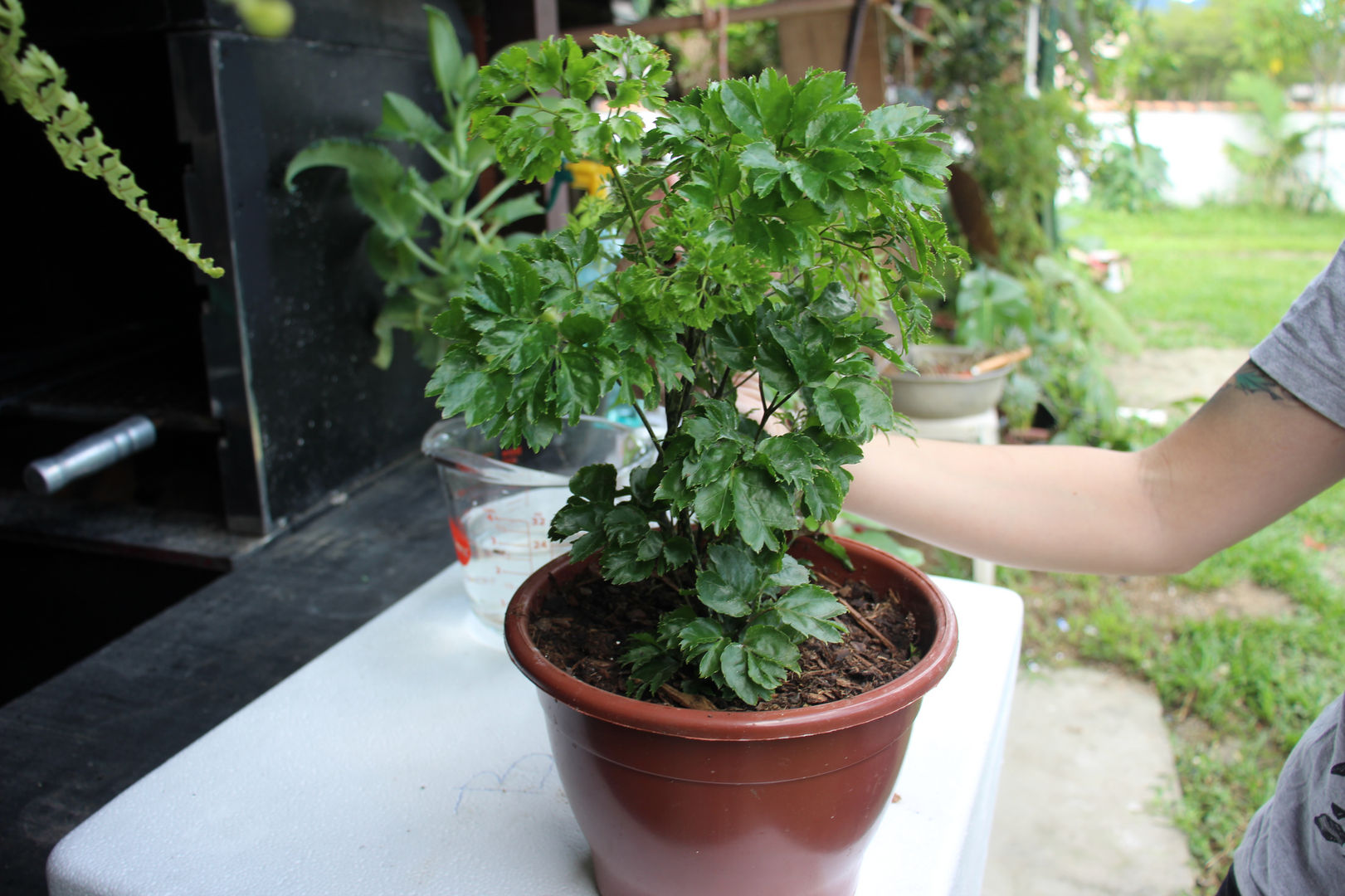 Wie man Ming Aralia anbaut | 7 Tipps zur Vermehrung und Pflege | homify
