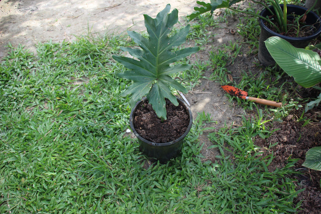 Baum-Philodendron zchten: 3 einfache Tipps | homify