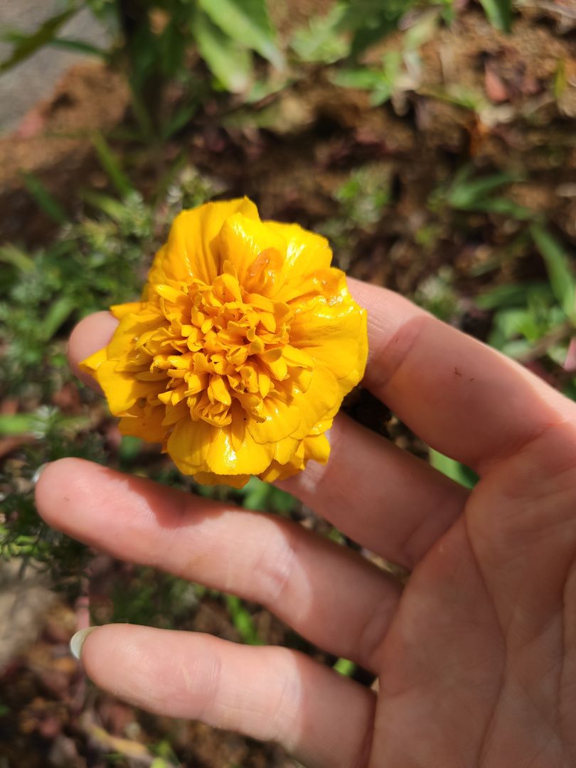 Cómo Cultivar la Flor de Caléndula | homify