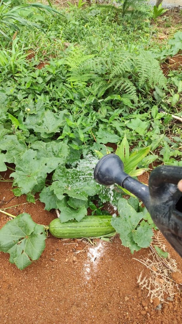 ヘチマの育て方 ヘチマたわしを作る際に押さえておきたい９つのポイント Homify