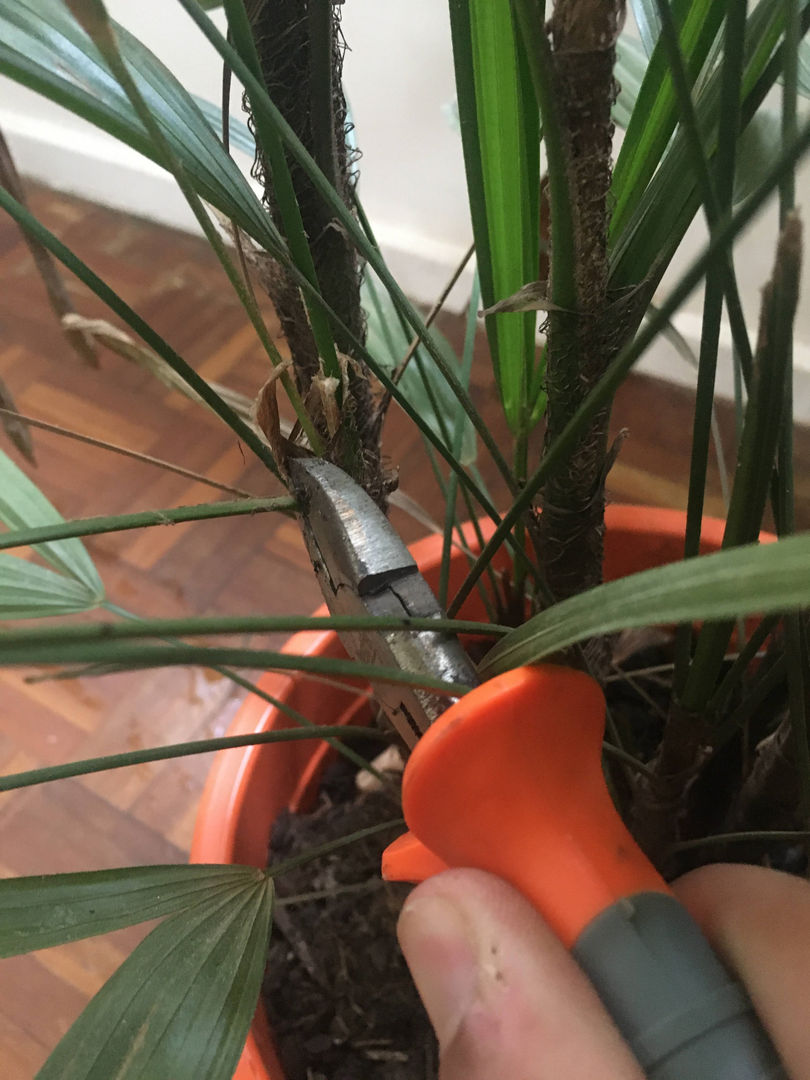 Como Podar Una Palmera Para Que No Crezca En Altura Guía De Cuidados Para Palma Raphis: Todo Lo Que Necesitas Saber | homify