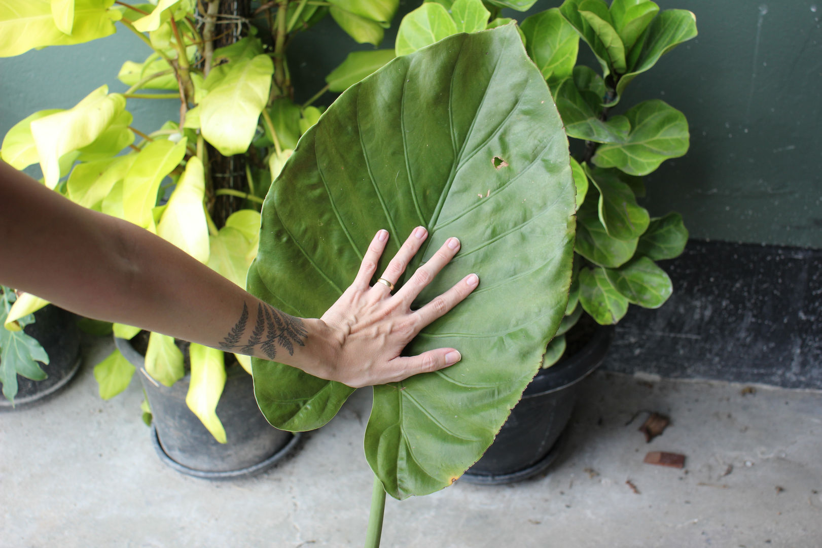 fensterblatt minima Monstera Minima main image 1