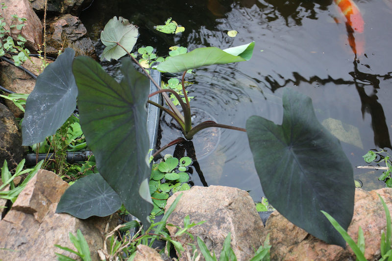 geigenfeige samen Geigenfeige (Ficus lyrata) kaufen
