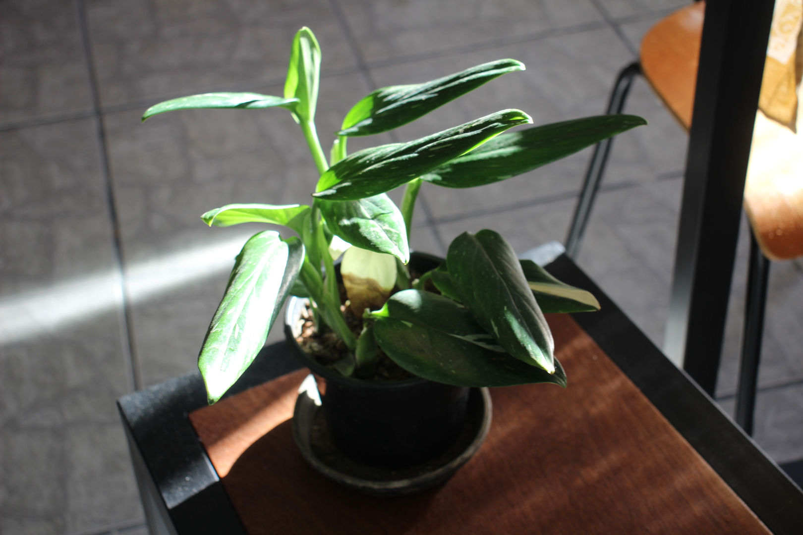 philodendron sp esmeraldas Philodendron Esmeralda Spirit Narrow
