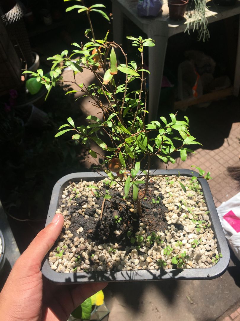 8-Schritte-Anleitung zur Pflege eures Bonsai-Baumes | homify