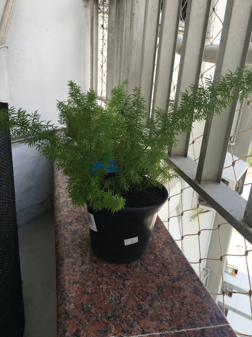 DIY-Pflege fr Spargel densiflorus | homify