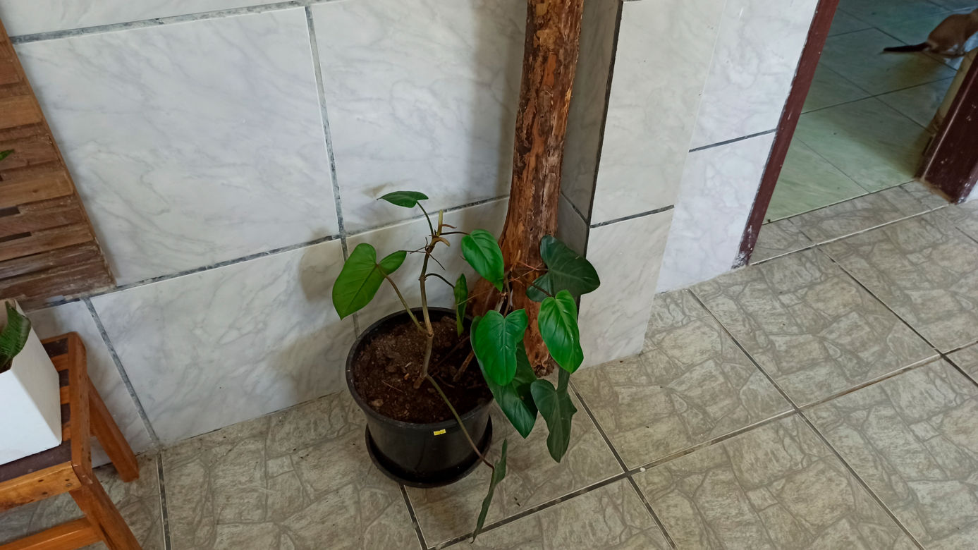 philodendron gold Philodendron 'Golden Xanadu'