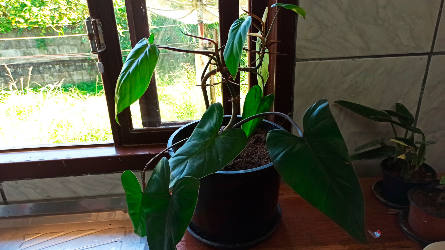 philodendron birkin pflege Philodendron Birkin