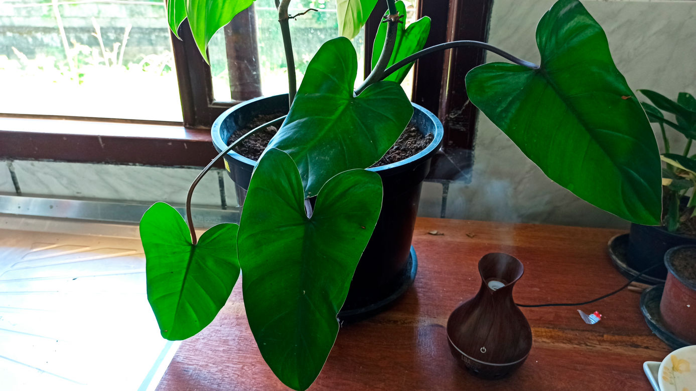 philodendron mamei Philodendron Mamei | Rare Indoor Plants