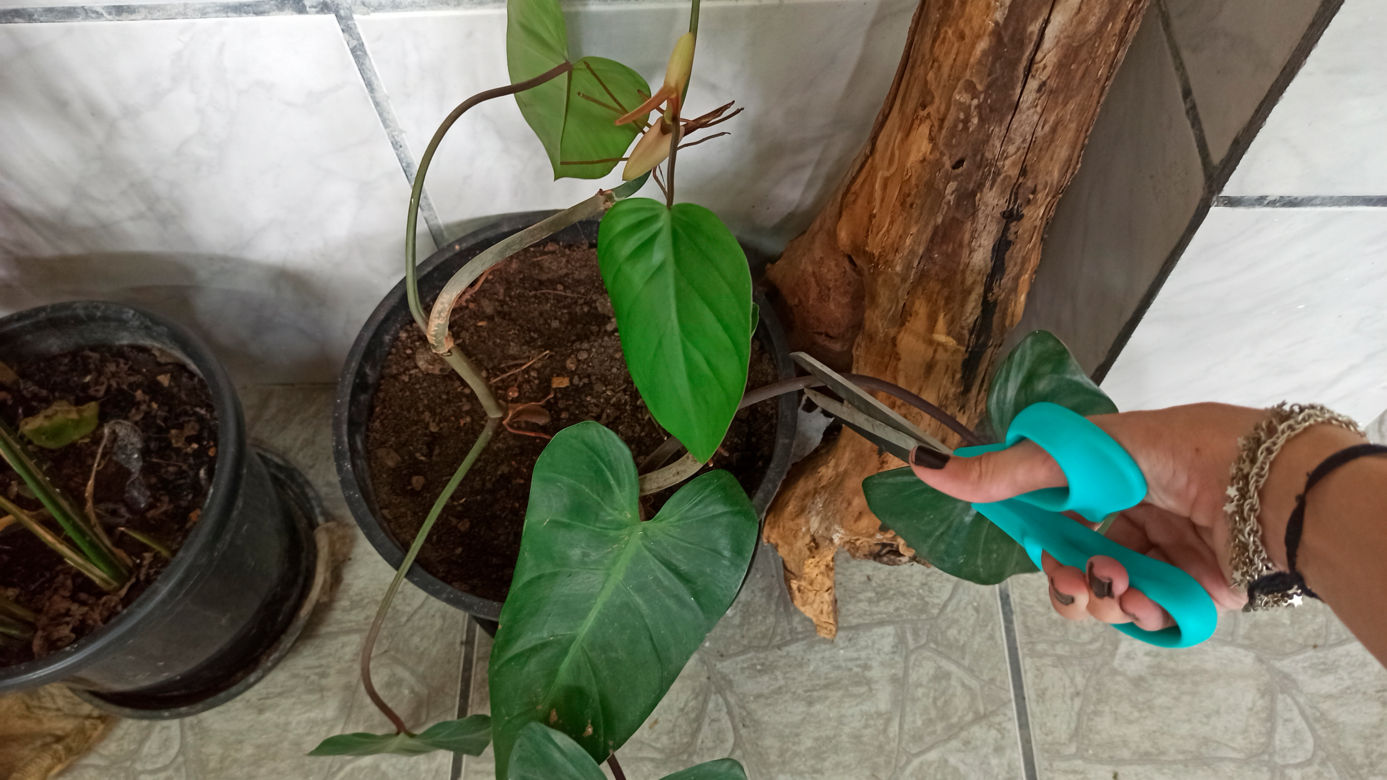 plant ficus elastica Ruby Ficus Rubber Plant - Live Plant in a 4 Inch Growers Pot - Ficus Elastica 'Ruby' main image 1
