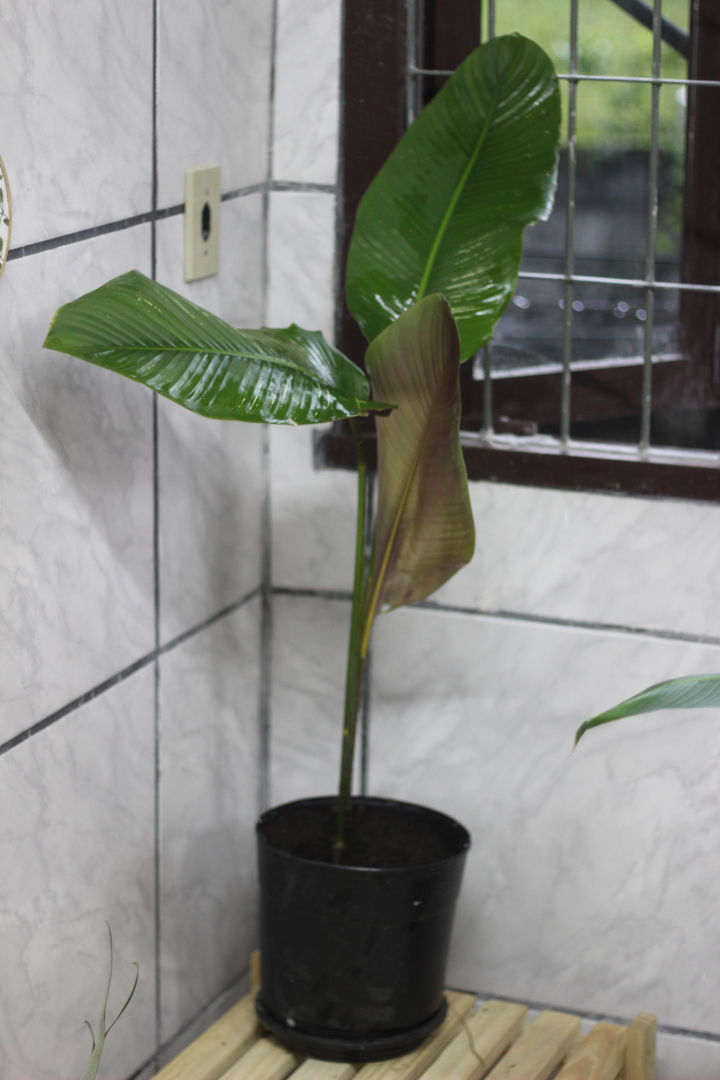 9 Admda Calathea iei Bakm zerine nemli pular | homify