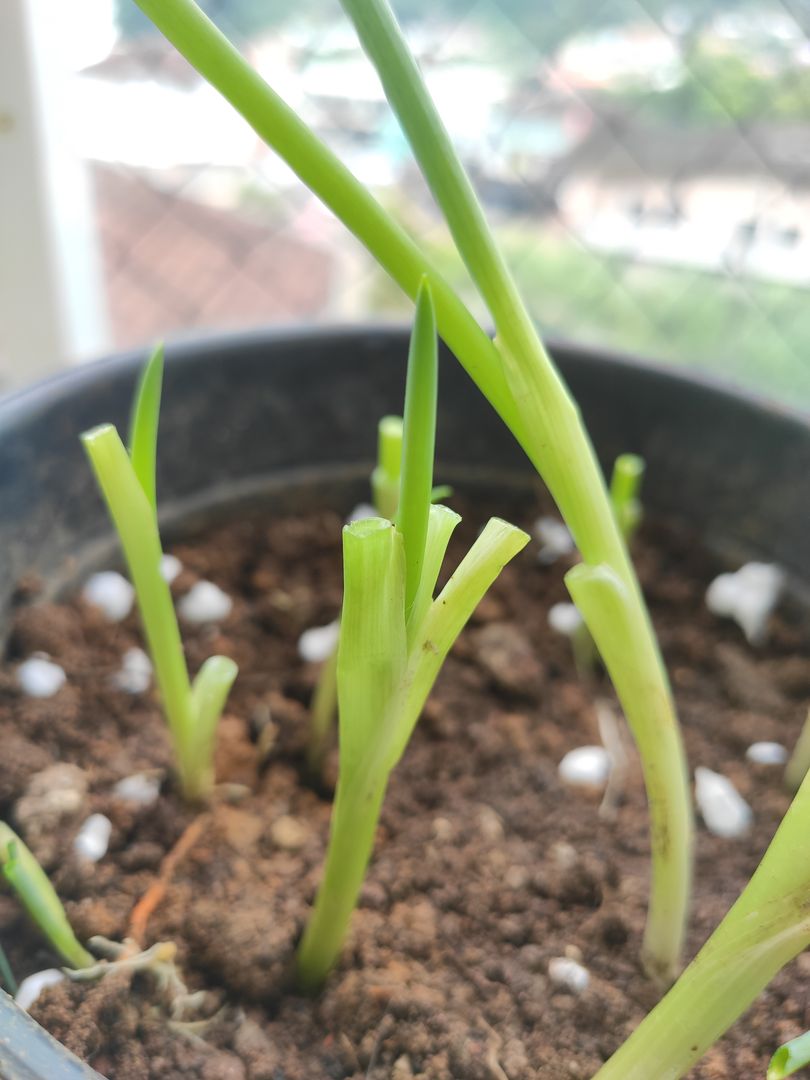 How to Grow Spring Onions11 Tips + Steps for Growing Spring Onions at Home homify