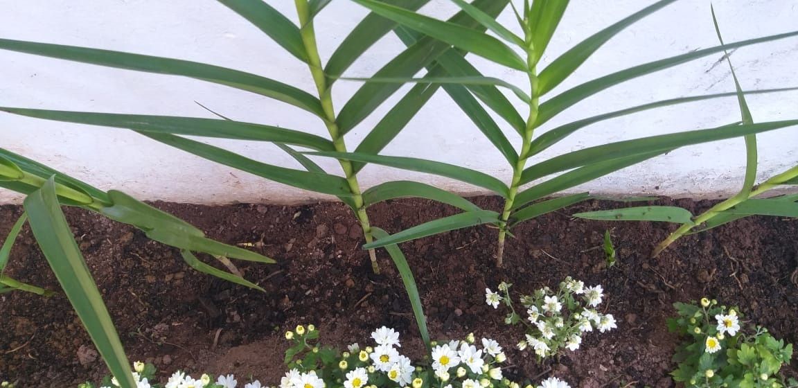 Bambusorchideen in 11 Schritten anbauen und pflegen | homify