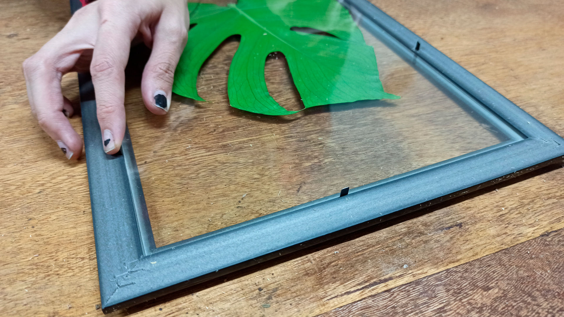 Una foglia essiccata in cornice a doppio vetro