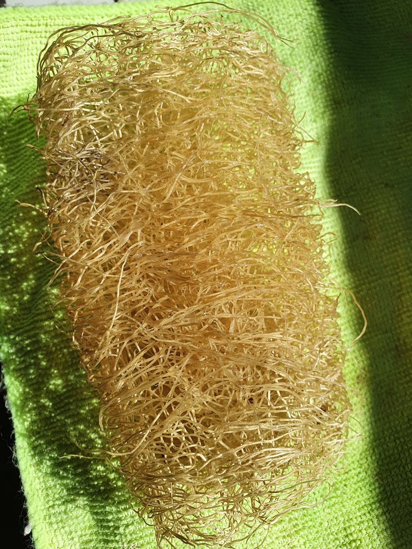 How to Clean Your Loofah Sponge (Properly) In Only 7 Steps homify