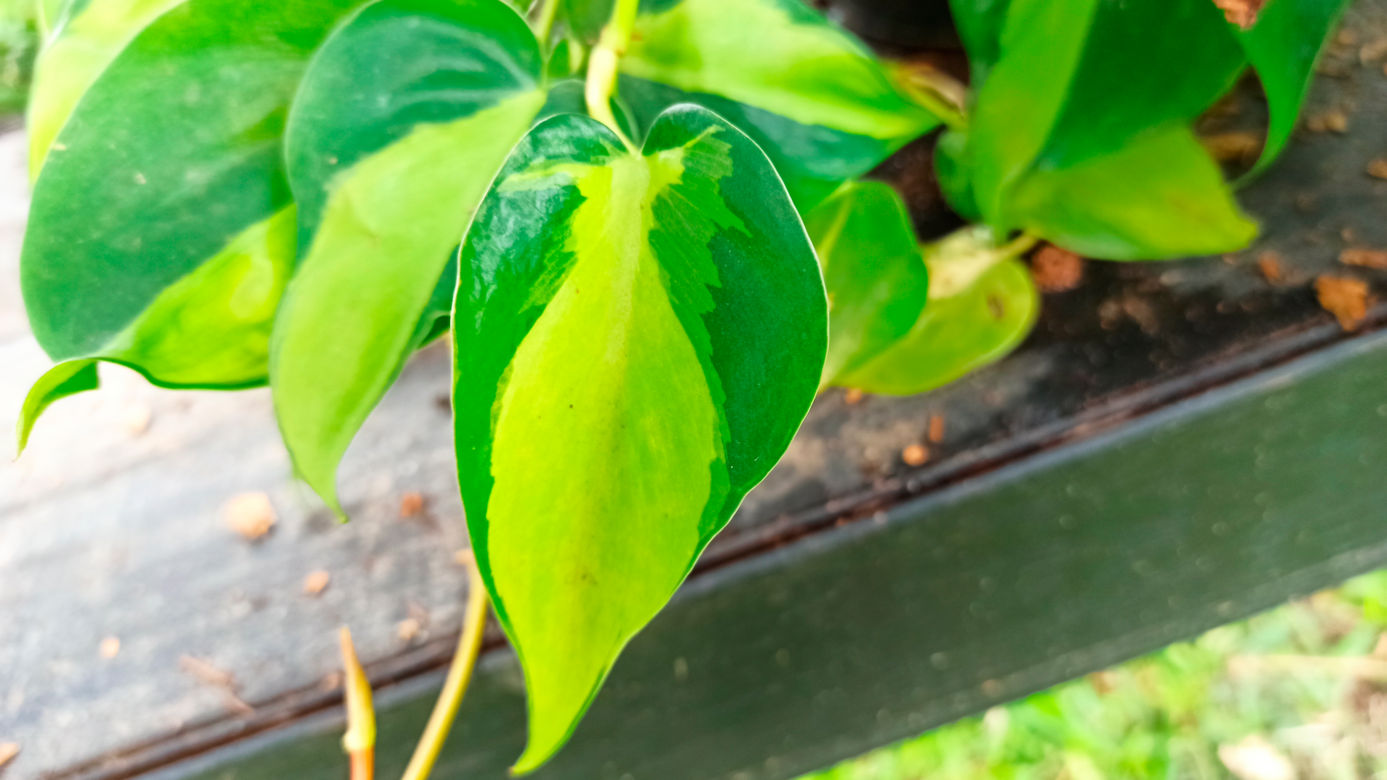 Wie ihr einen Herzblttrigen Philodendron in 8 einfachen Schritten pflegt |  homify