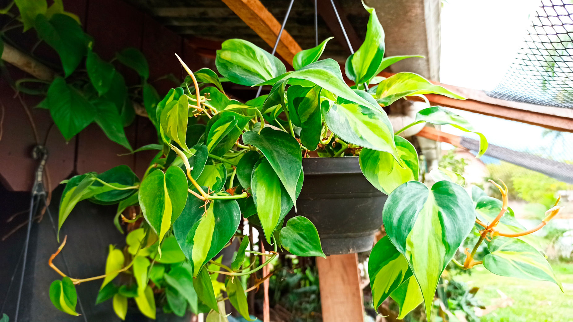 wild philodendron Heart Leaf Philodendron (Hederaceum) – Wild Lark