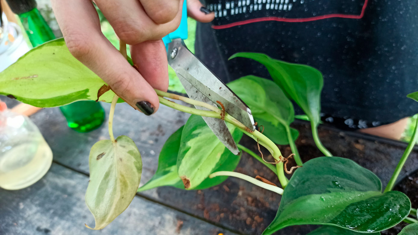 Wie ihr einen Herzblttrigen Philodendron in 8 einfachen Schritten pflegt |  homify