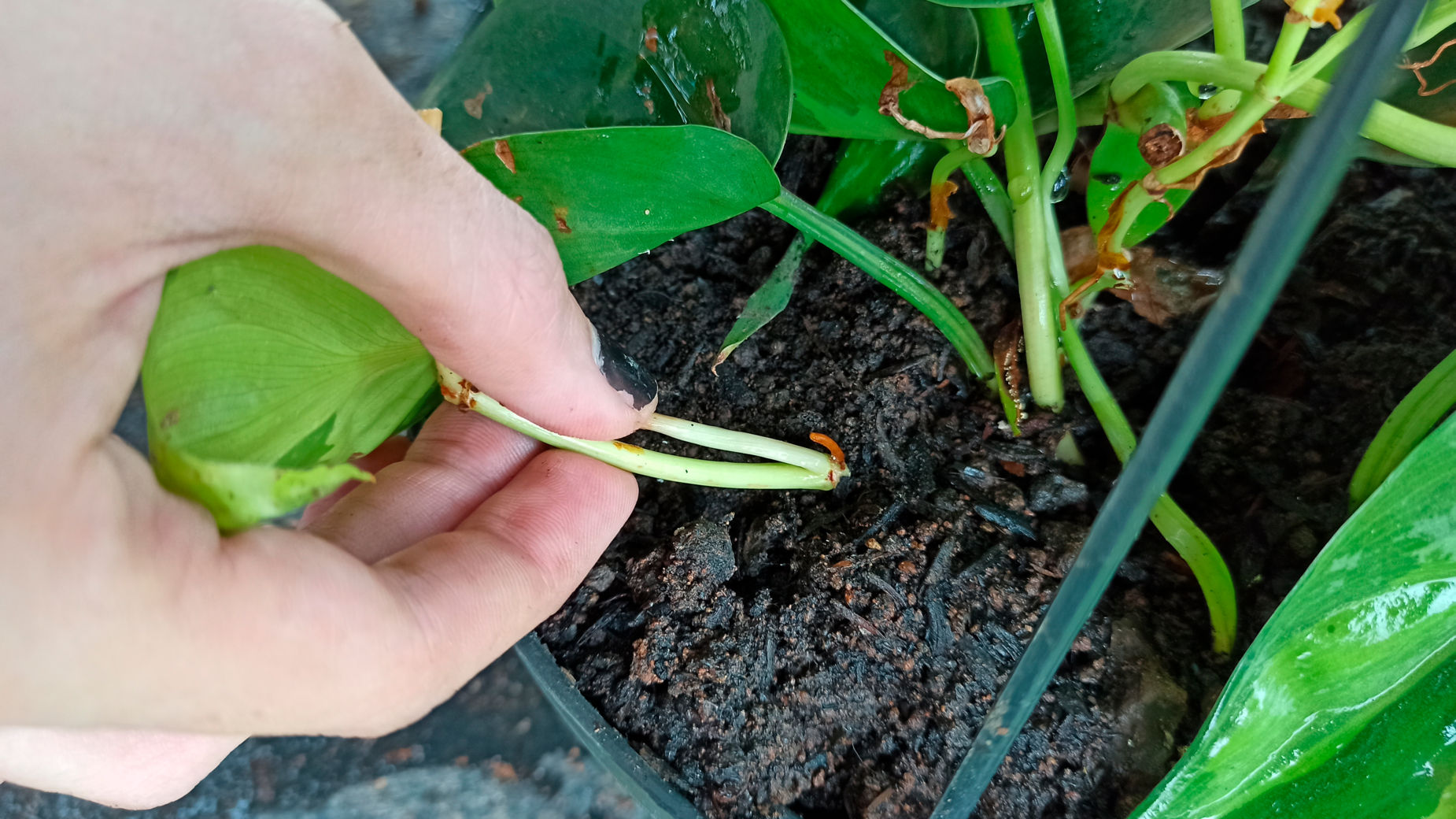 drumstick plant leaves Moringa drumstick – The Exotic Seed Emporium main image 1