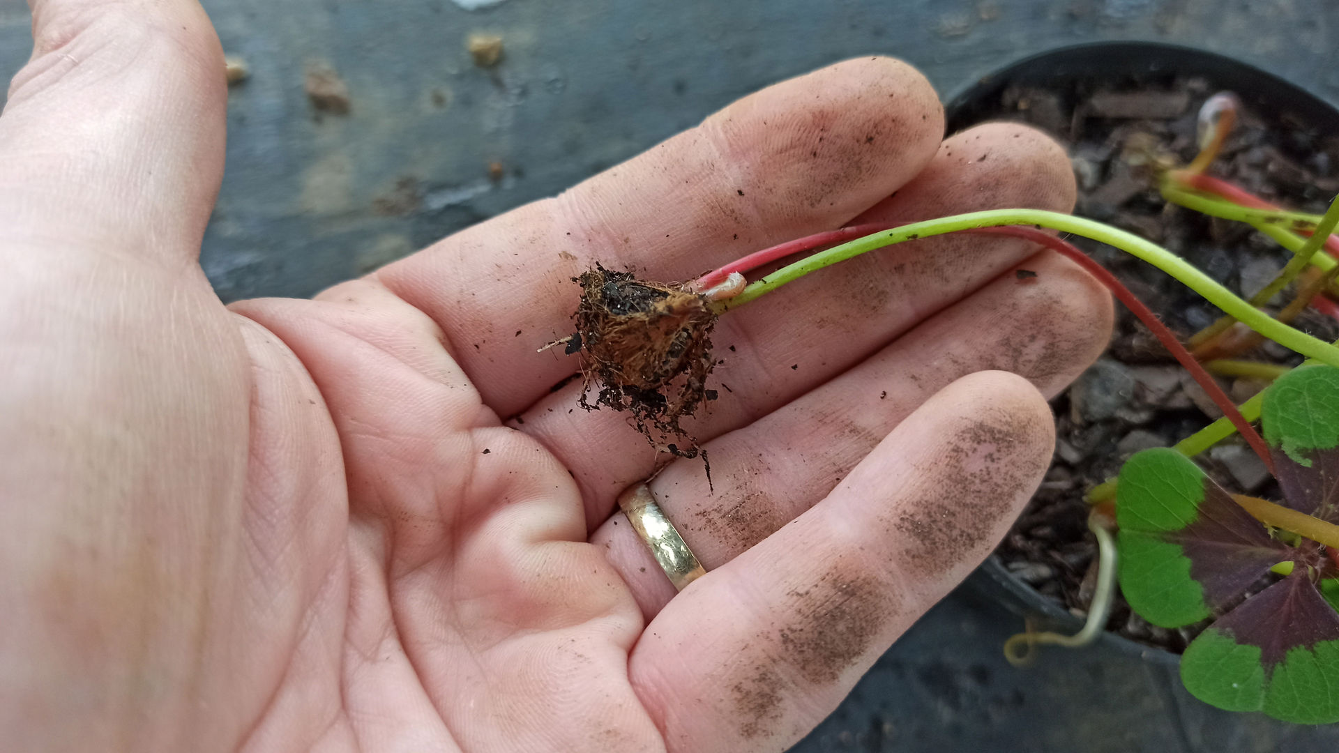 The 7 Most Important Characteristics Of The Iron Cross Plant homify