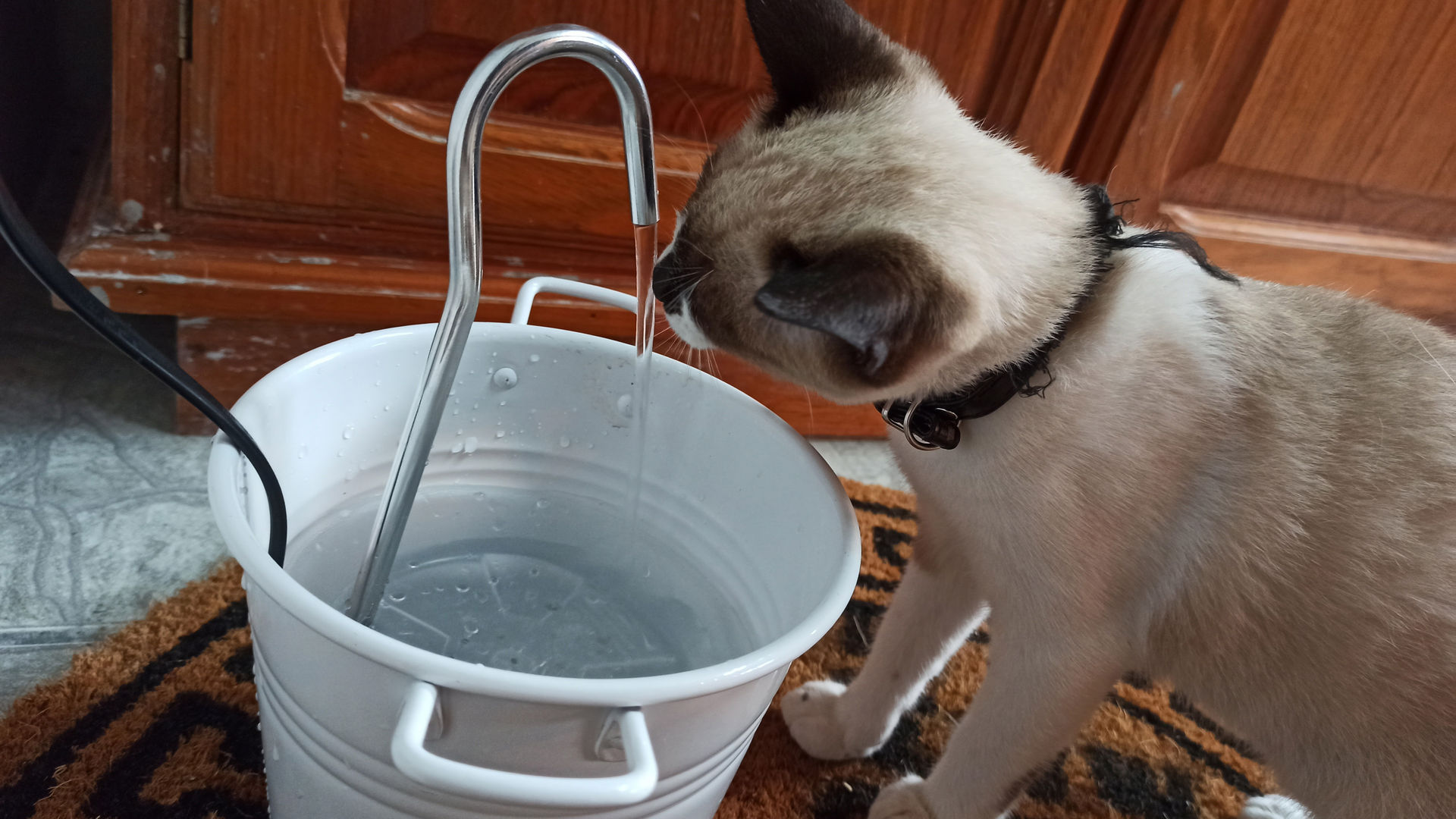 Las mejores fuentes para gatos para beber agua en casa