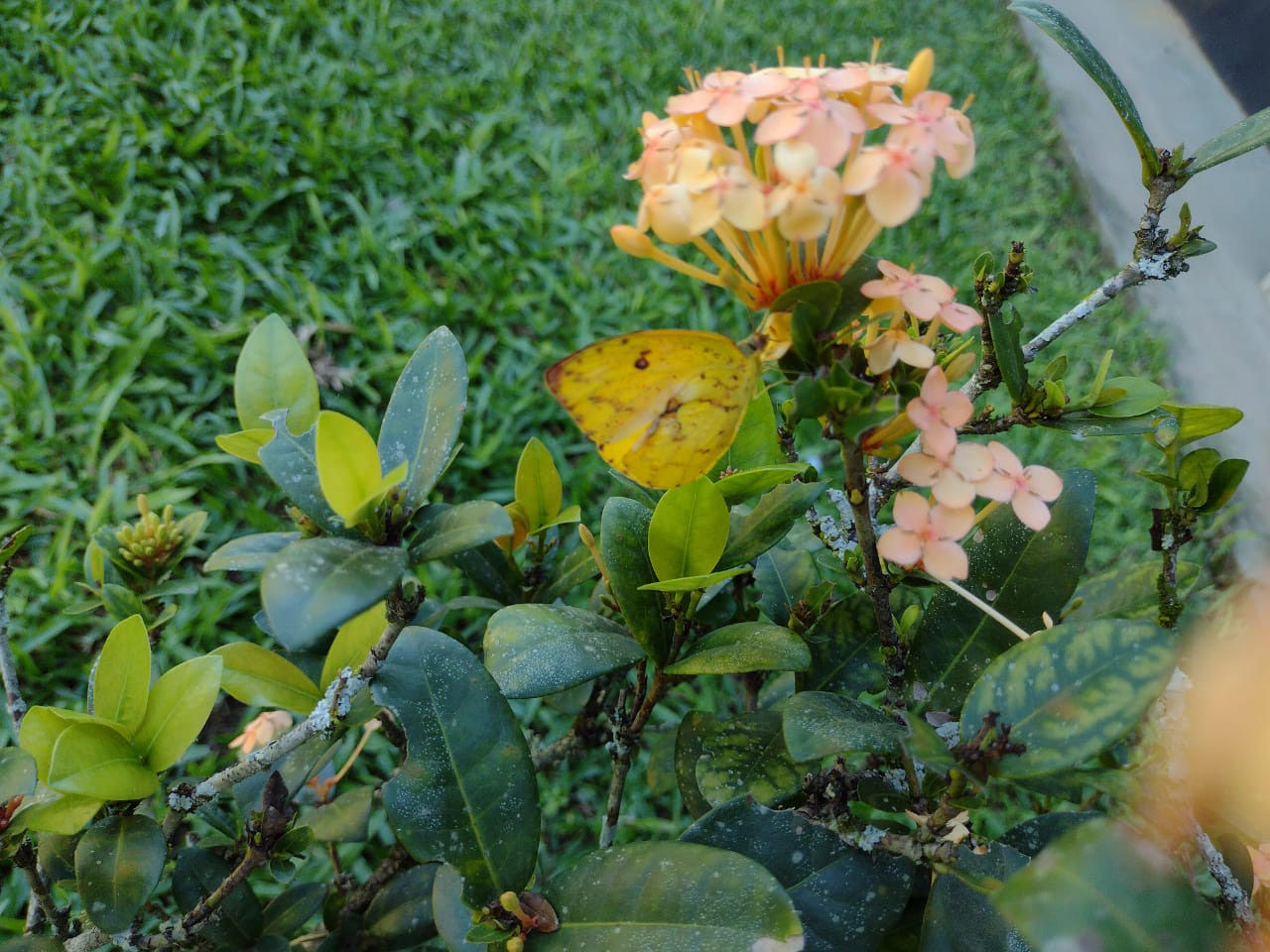 Cómo Atraer Mariposas a su Jardín en 7 Sencillos Pasos | homify Cómo Atraer Mariposas a su Jardín en 7 Sencillos Pasos | homify
