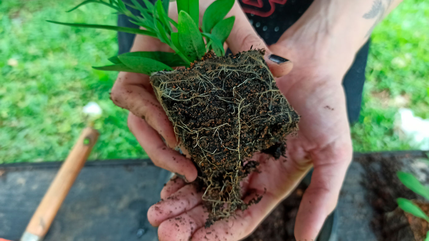 In 8 brillanten Schritten eine Dianthus chinensis (Chinesische Nelke
