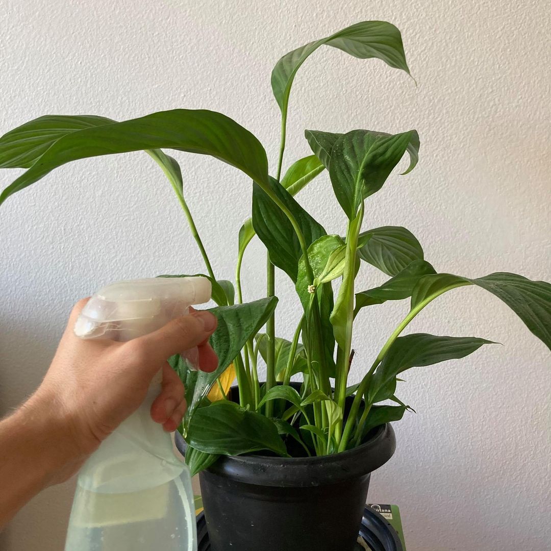 Einblatt-Pflege in 13 Schritten fr ein besseres Raumklima zu Hause | homify