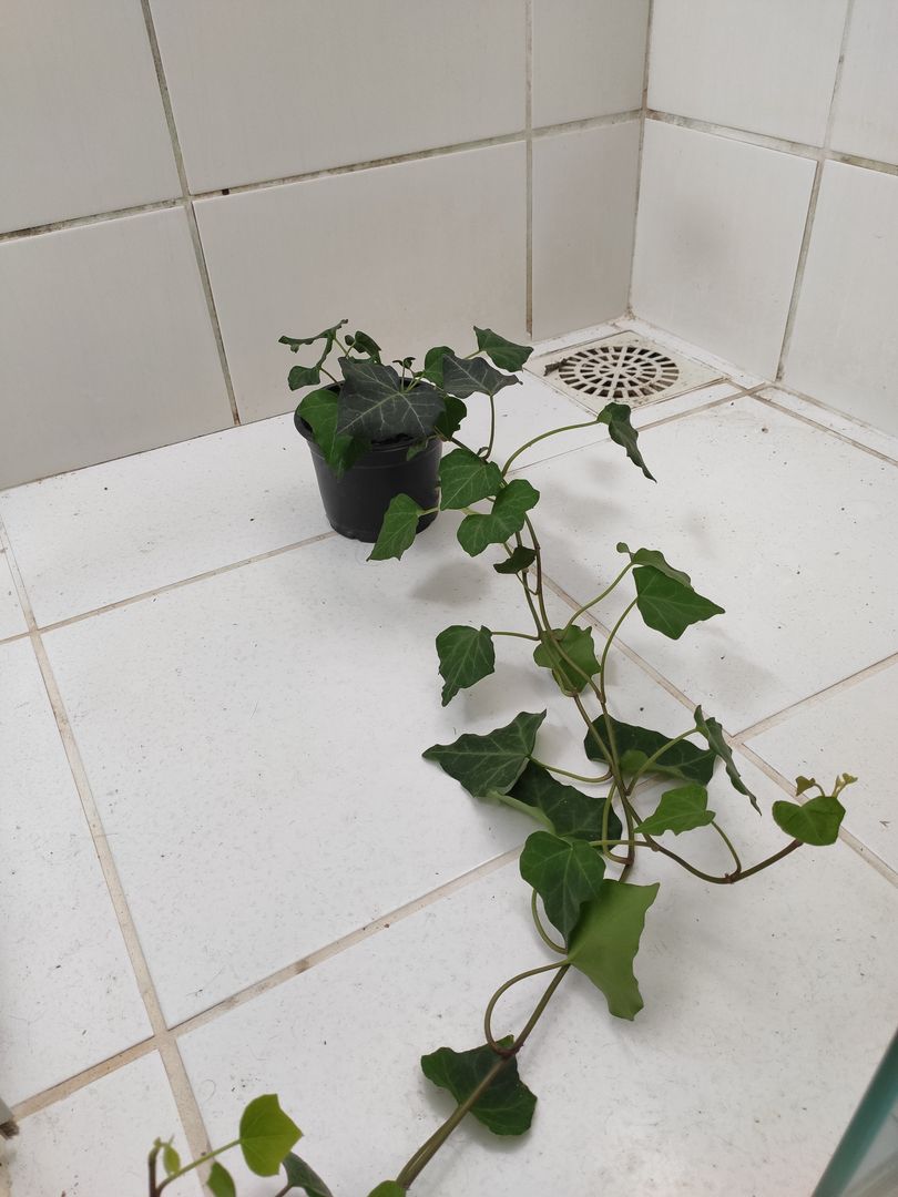 Everything You Need to Know About English Ivy: 12 Tips for Hedera Helix Care  | homify