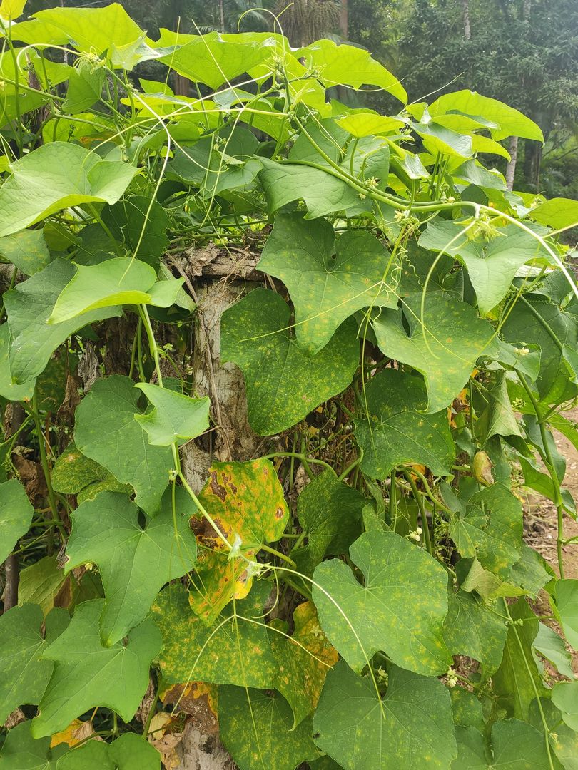 Eine kurze 6-Schritte-Anleitung zum Anbau von Chayote | homify