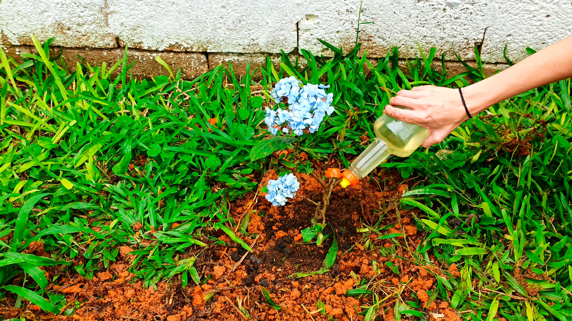 Flores de Hortensia: La Guía de 11 Pasos para Cultivar | homify