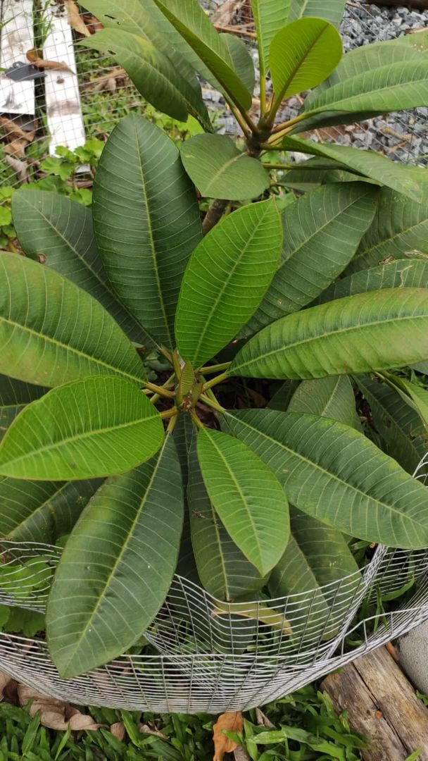 Wie ihr eine Plumeria Rubra (Frangipani) zchtet | Plumeria-Pflege [6  Tipps] | homify