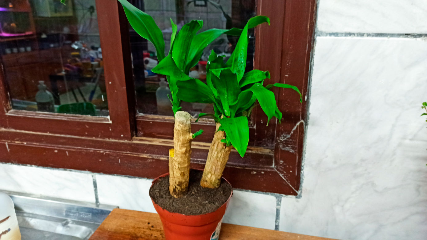 philodendron florida ghost hybrid Philodendron Florida Ghost main image 0