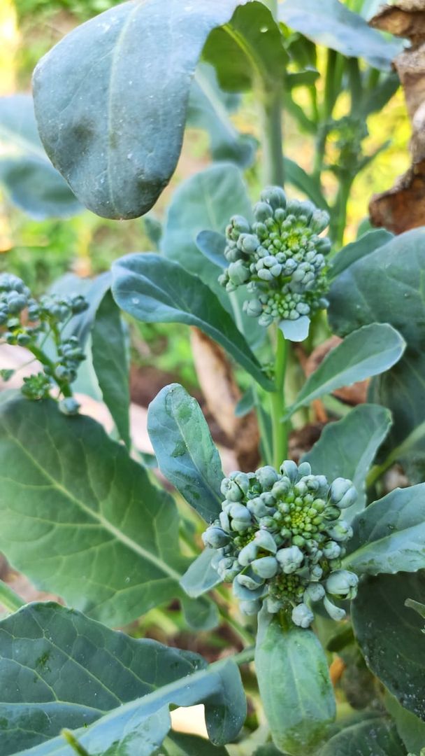 Beginners’ Guide On How To Grow Broccoli l 8 Step Guide To Care For