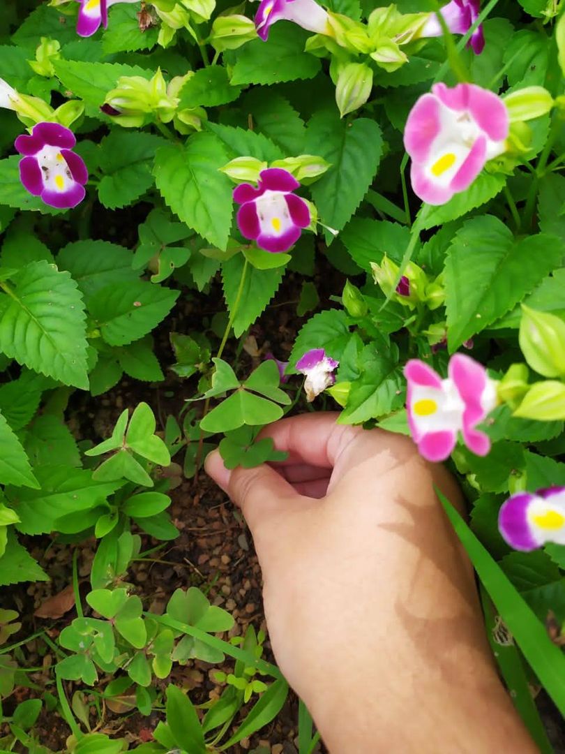 庭のクローバーを駆除する方法 Diyで雑草を取り除く5つのコツ Homify