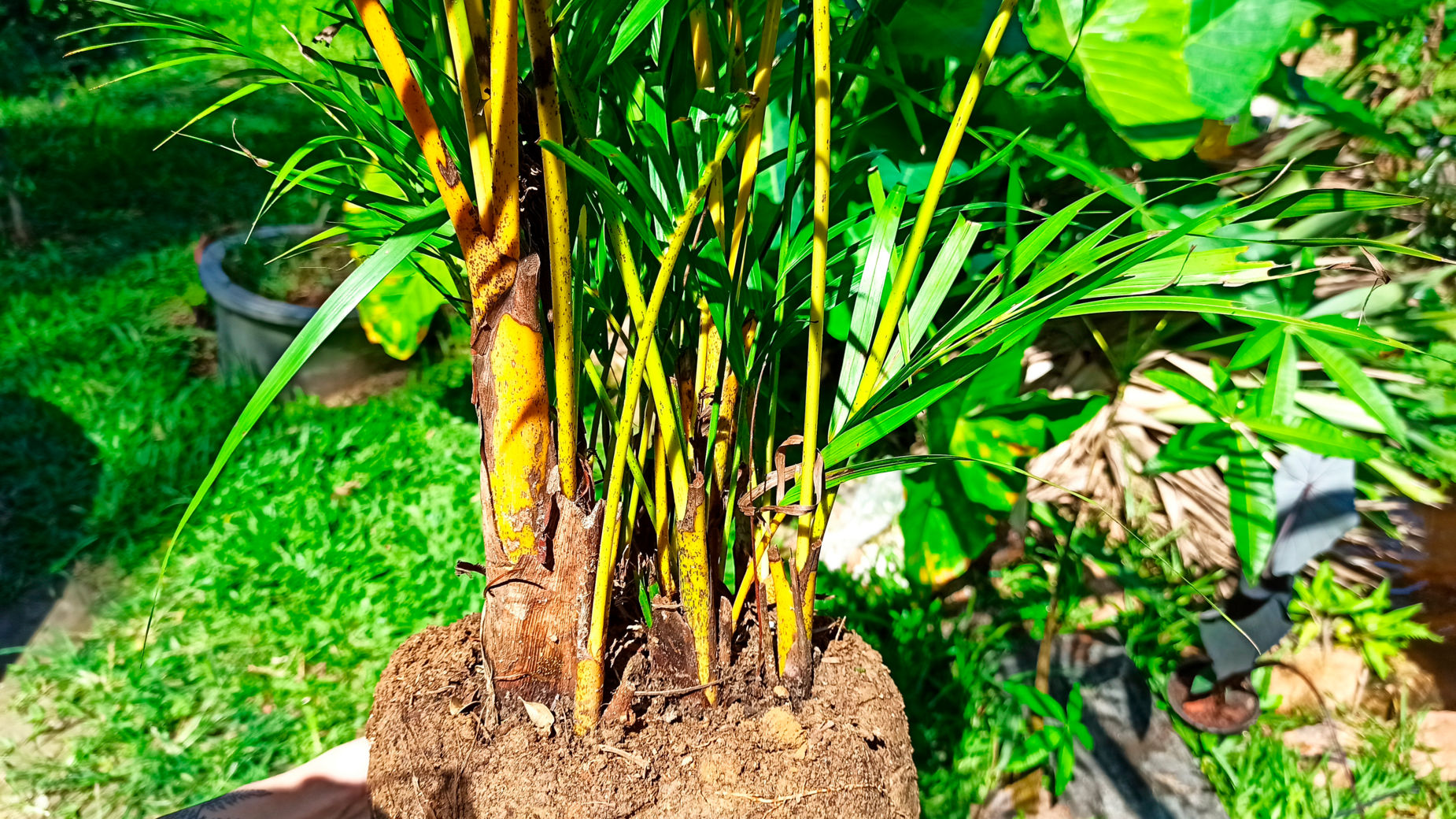 Areca, le palmier aux noix d'arec : plantation, culture, entretien