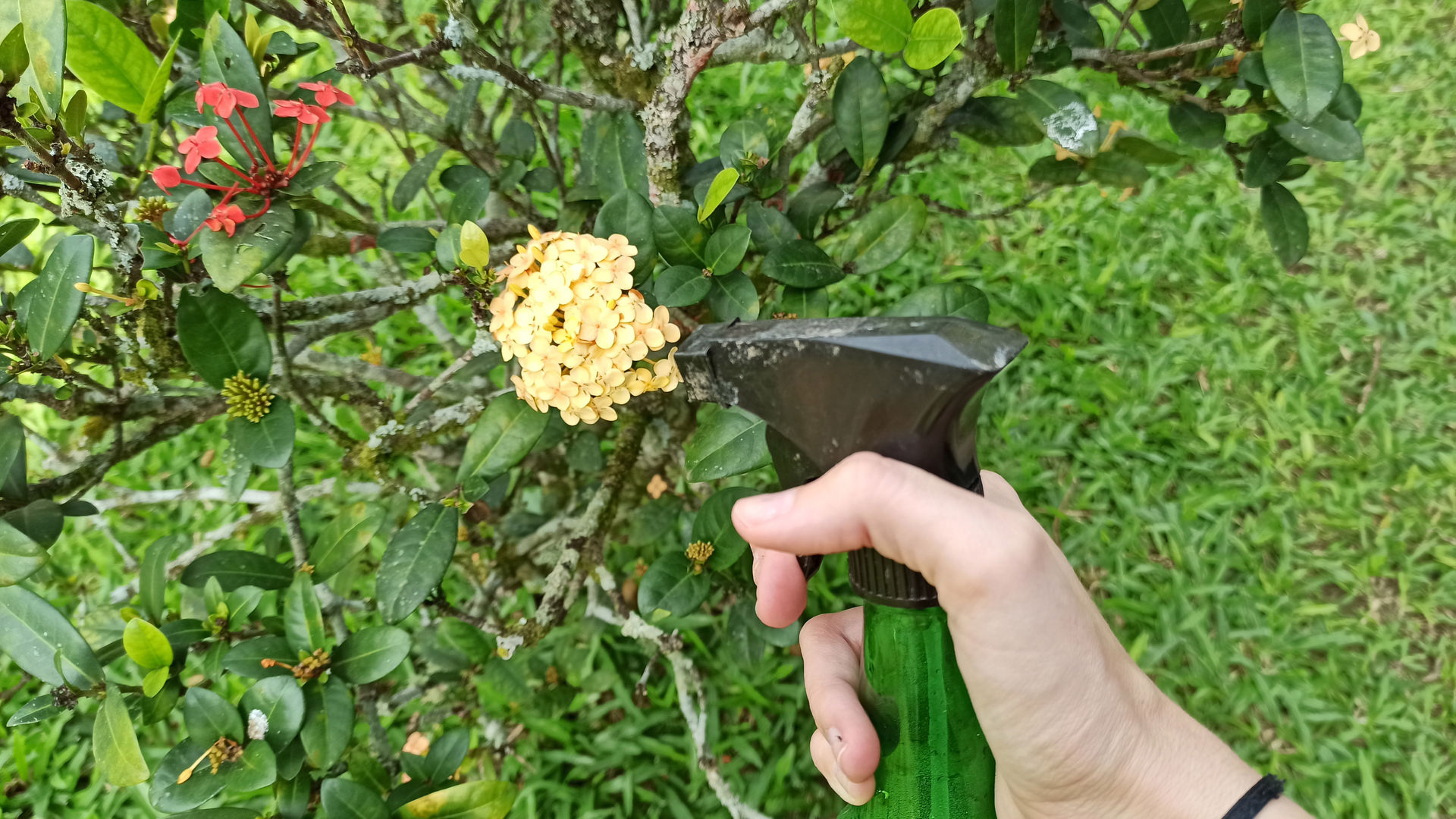 Kit attira farfalle in giardino - My Green Help