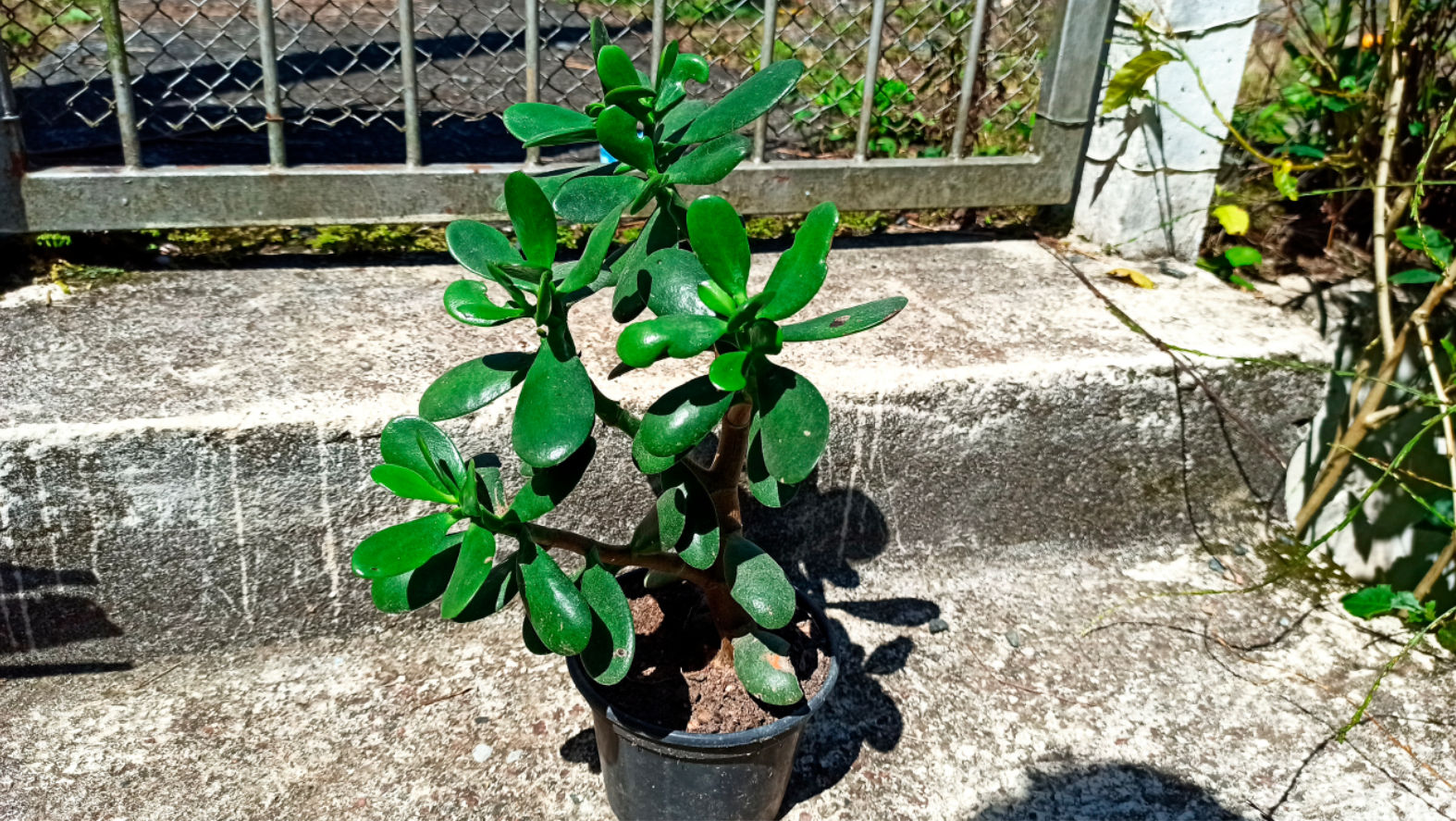 Guide Complet pour Entretenir la Plante de Jade | homify