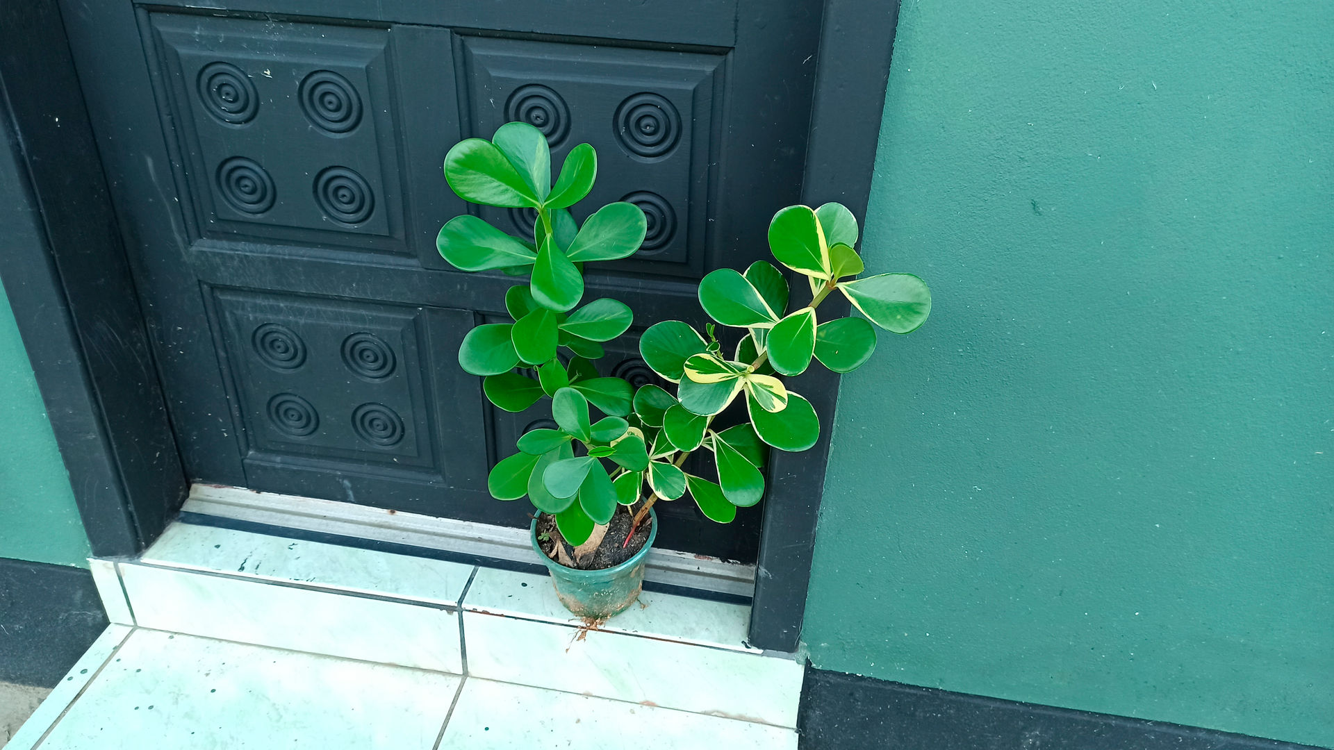 5 Off 観葉植物 クルシア ロゼア 3 5号鉢 受け皿付き 育て方説明書付き Clusia Rosea 希少 レア M Artpassions Ch