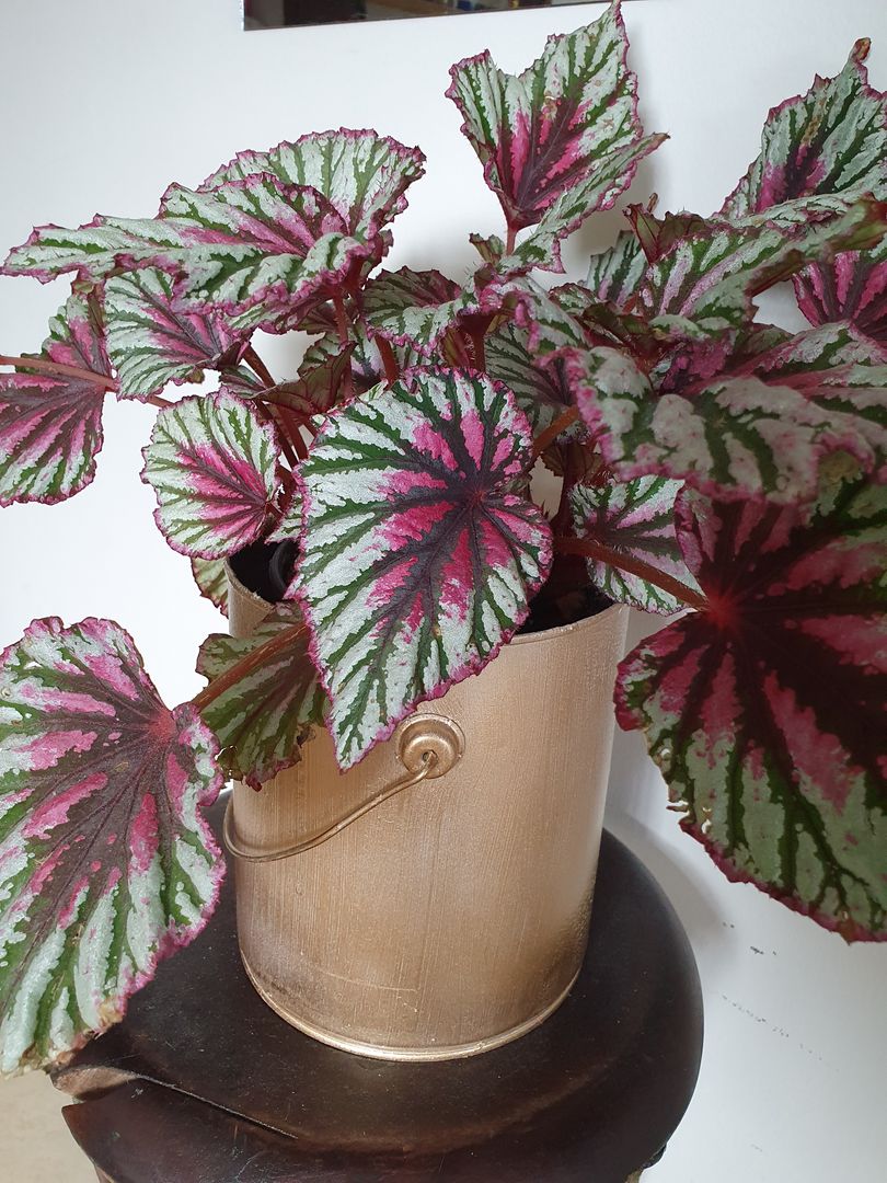 Begonia ad Ala d'Angelo: Come Propagarla in 7 Mosse | homify