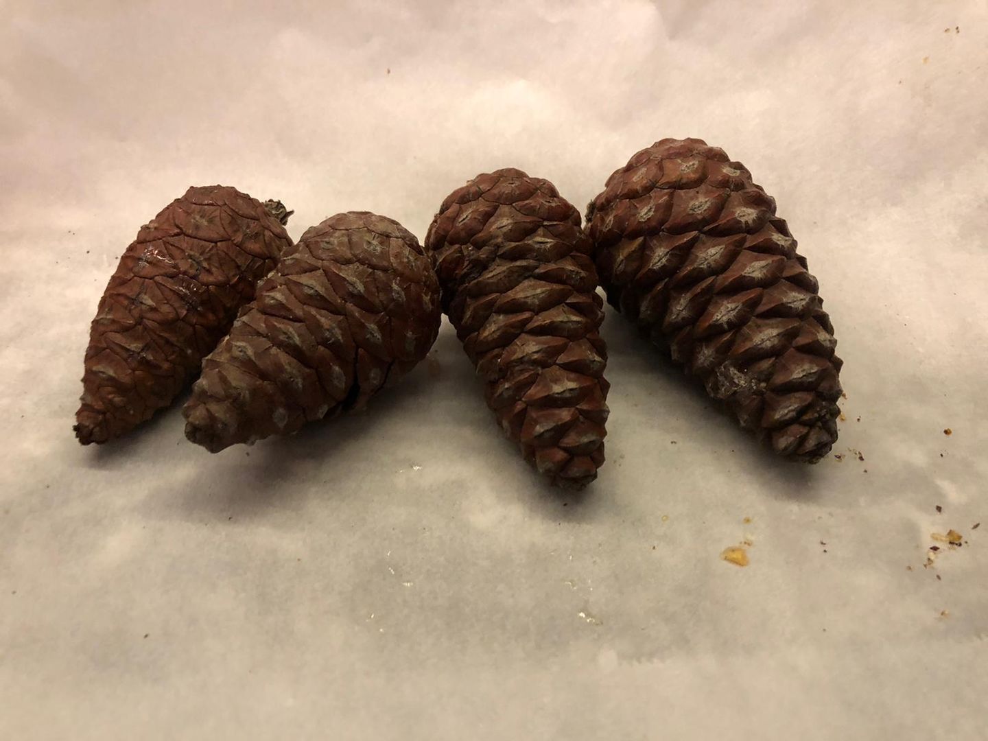 How to Make Pine Cones Pop :: Dry and Debug Pine Cones - An Extraordinary  Day